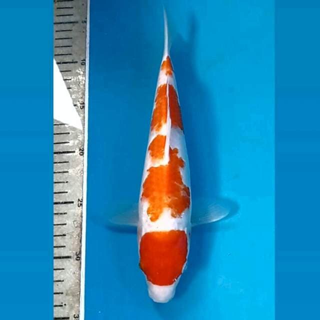 Kohaku, 27 cm