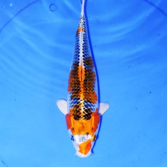 30cm KUJAKU