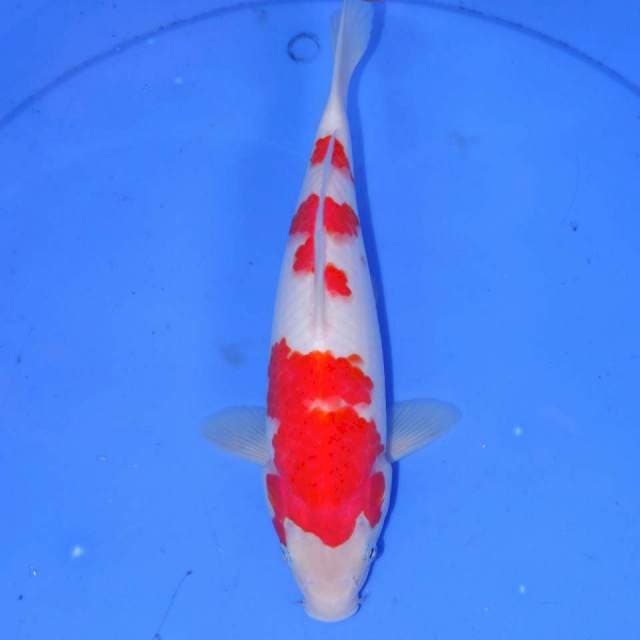 KOHAKU