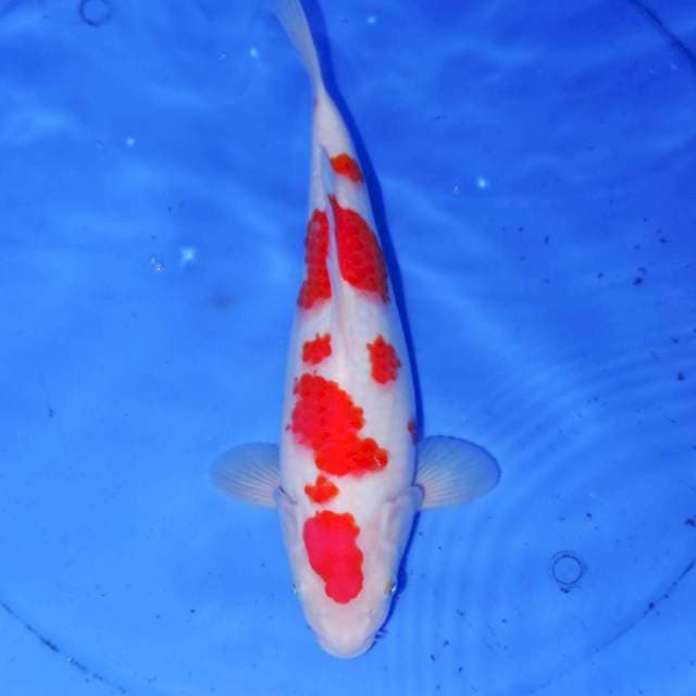 MIZUTAMA KOHAKU