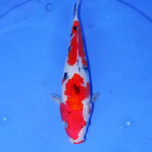 AKIHIRO SANKE