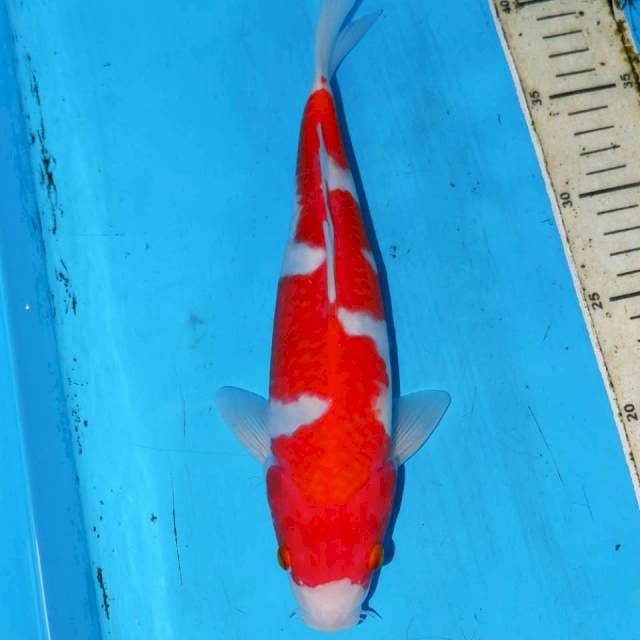 MAKITORI KOHAKU