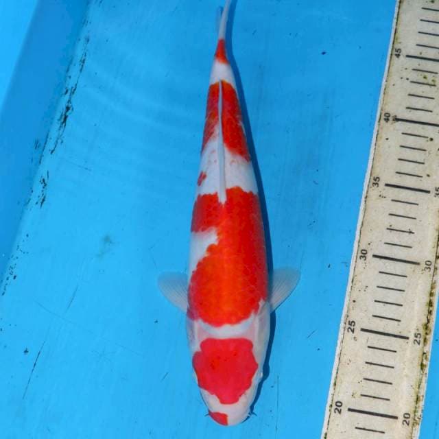 KUCHIHIGE KOHAKU 30cm