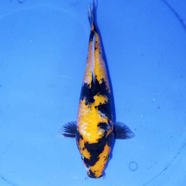 KANOKO KI UTSURI KUNING 30cm