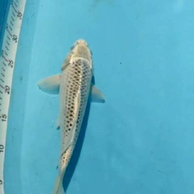 Matsuba 33cm