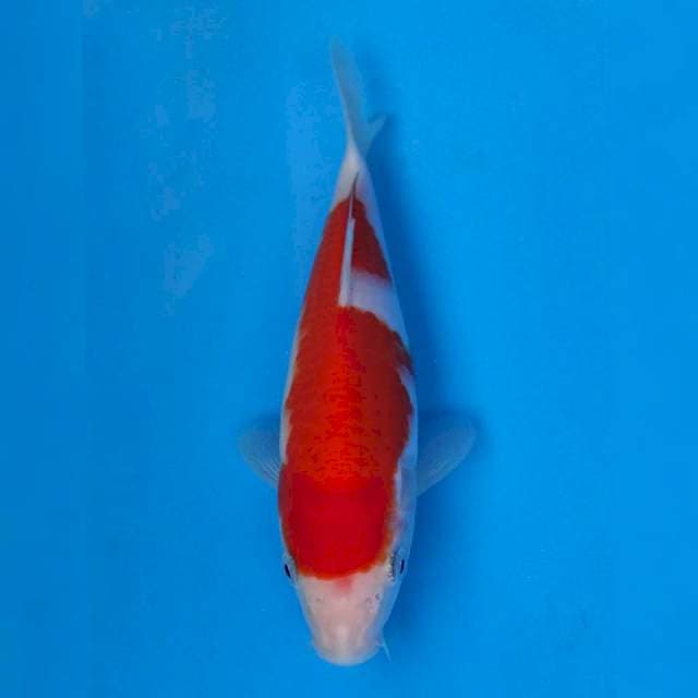 Maruhiro Kohaku