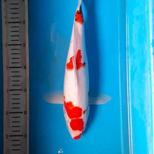 Tategoi showa 35cm