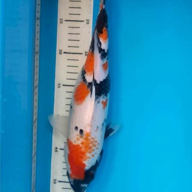 Showa 34cm