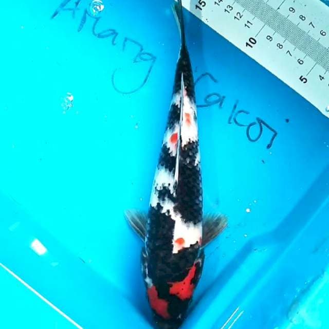 Showa 25 cm