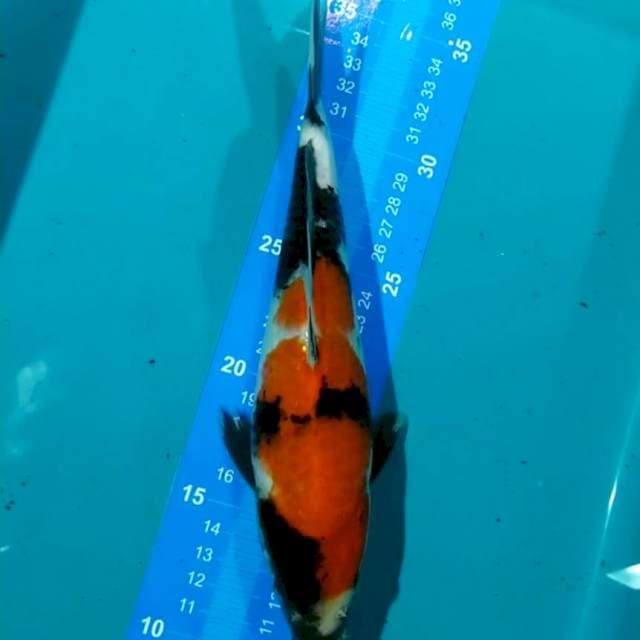 Showa 26cm