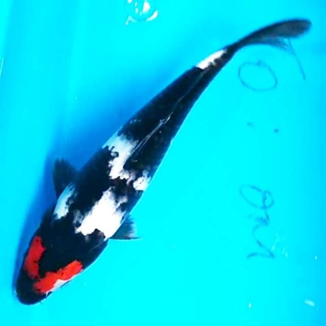 Showa 26cm