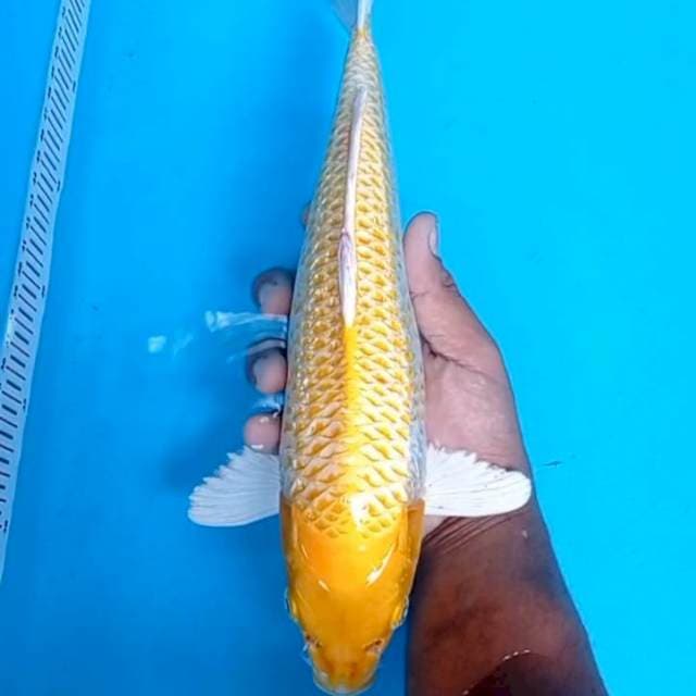 Ogon fukurin joss 34cm