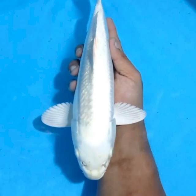 Platinum 33cm