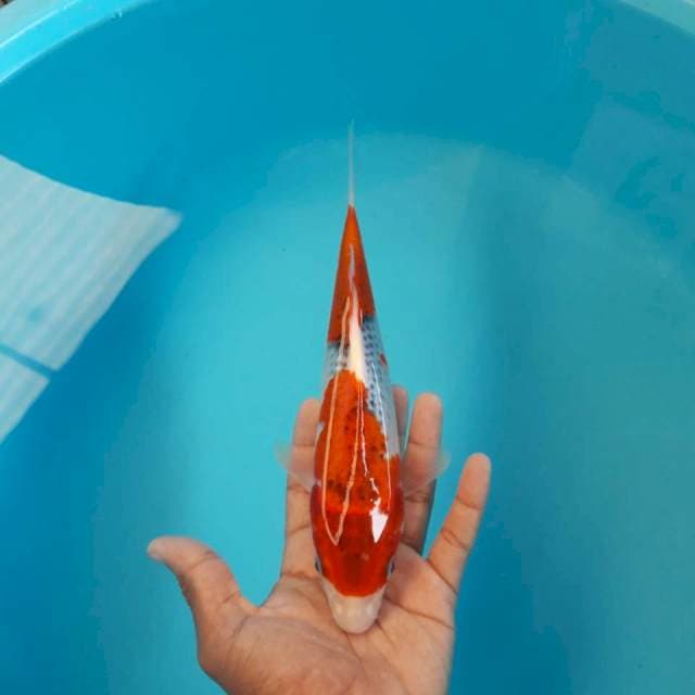 Goshiki Red 26cm