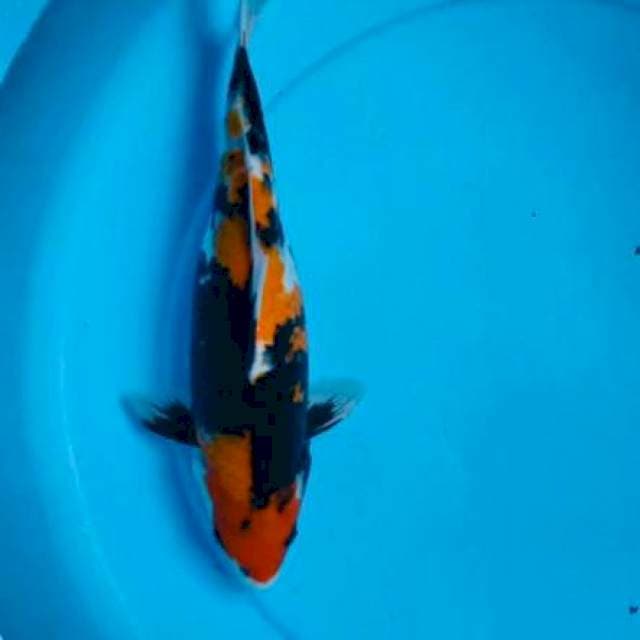 Showa , 36cm