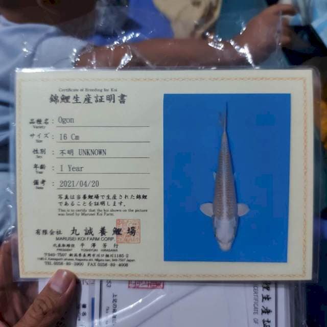 Yamabuki Ogon Marusei Import 35BU