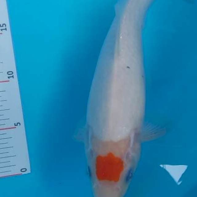 Tancho sanke original 27 cm