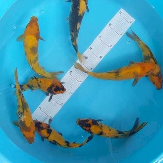 Hi Utsuri 8 ekor