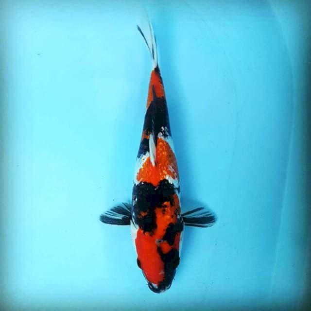 SHOWA GINRIN 30CM