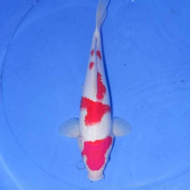 31cmKOHAKU