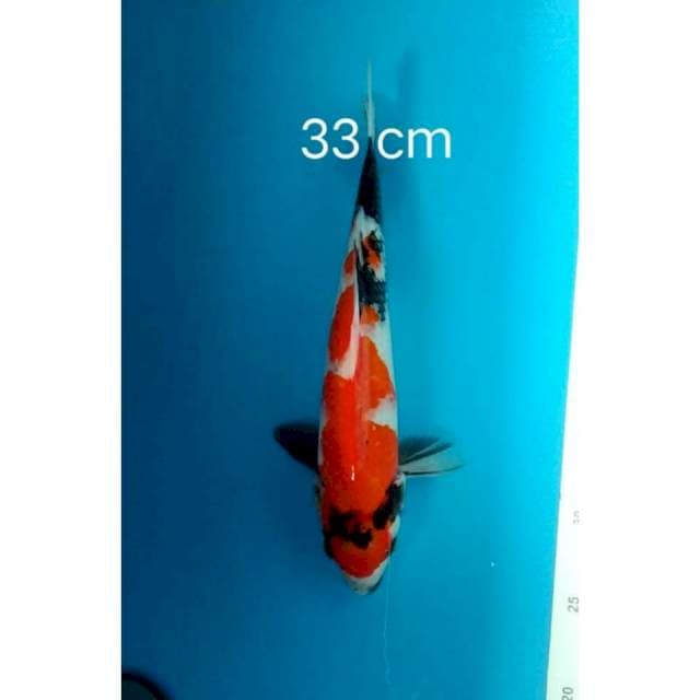 Showa JT red stroong