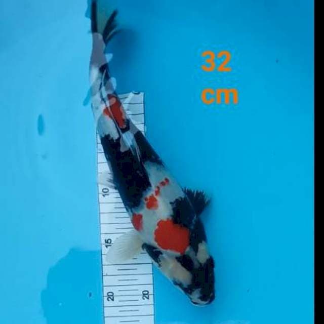 Kindei sowa 32 cm