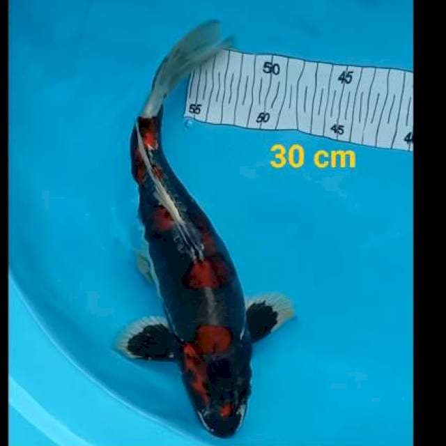 Kikuriyu bahan kiping 30 cm