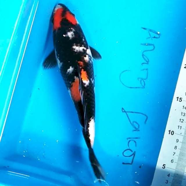 Showa 26 cm