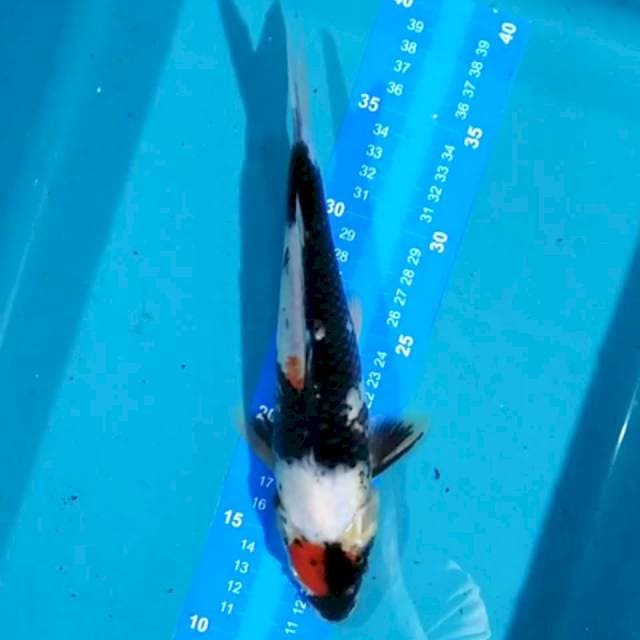 Showa 26 cm