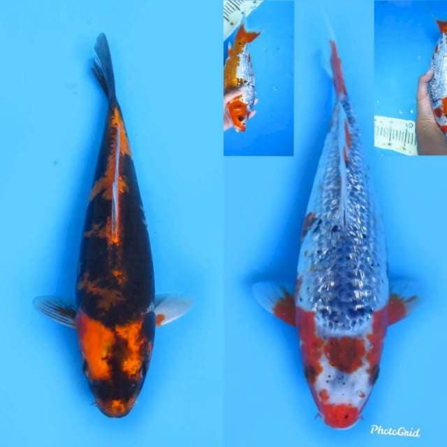 27 dan 29cm - Paket 2