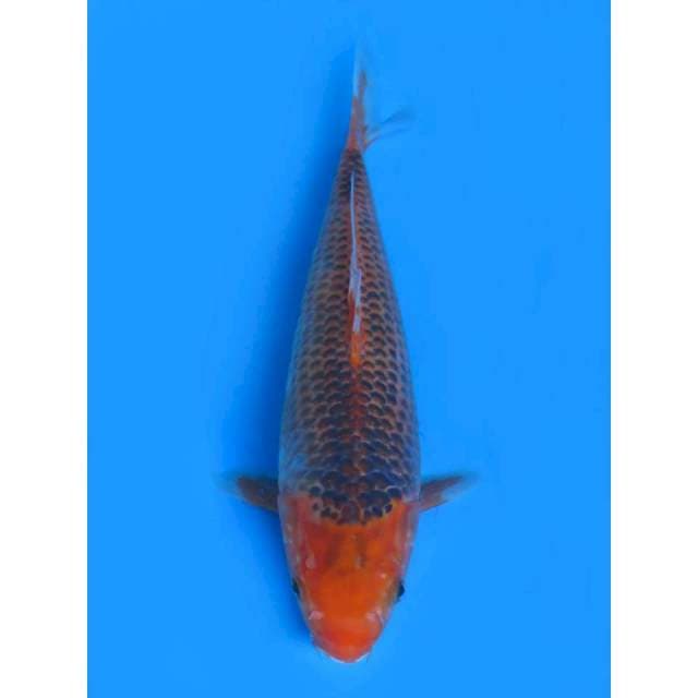 32cm - Aka Matsuba