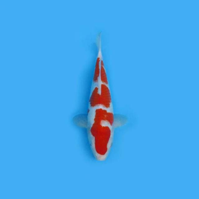 KOHAKU GOOD PATTERN