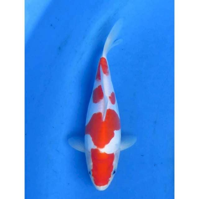 22cm - Red Yondan Kohaku Doitsu