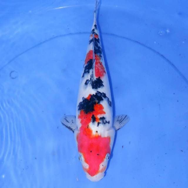 31cm SANKE