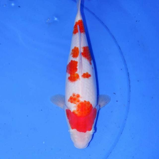 SAKURA KOHAKU BULKY