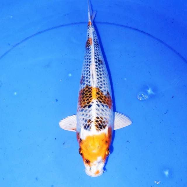 30cm KUJAKU BONSOR