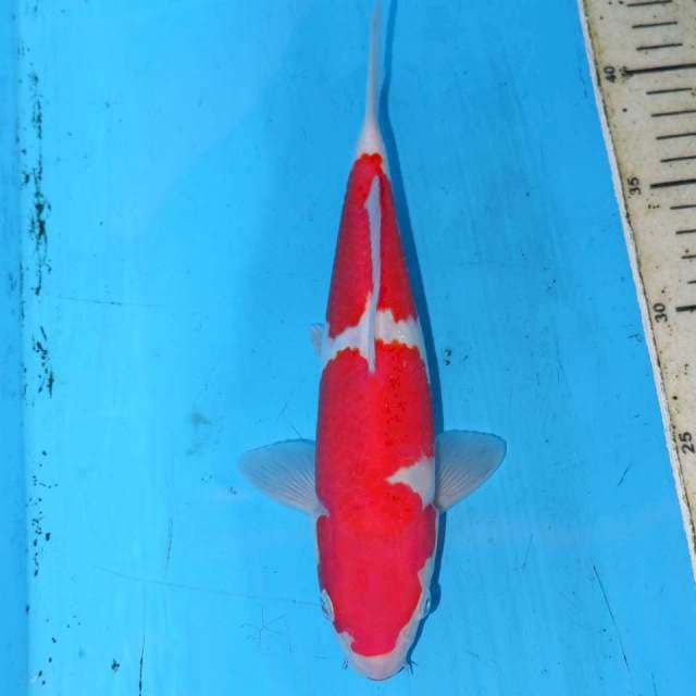 KOHAKU JOSSS