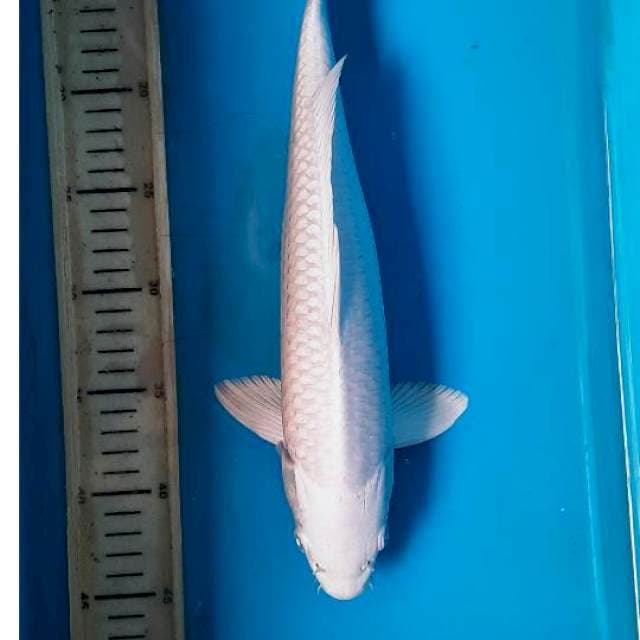 Platinum 35cm