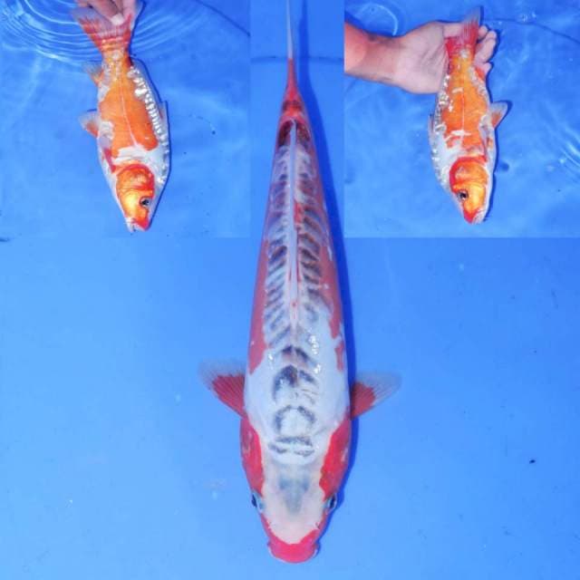26CM hHANA SHUSUI