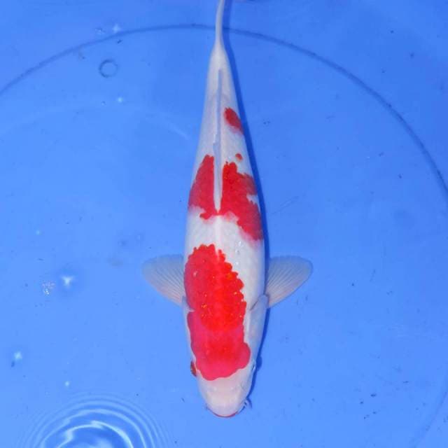33cm SAN KOHAKU