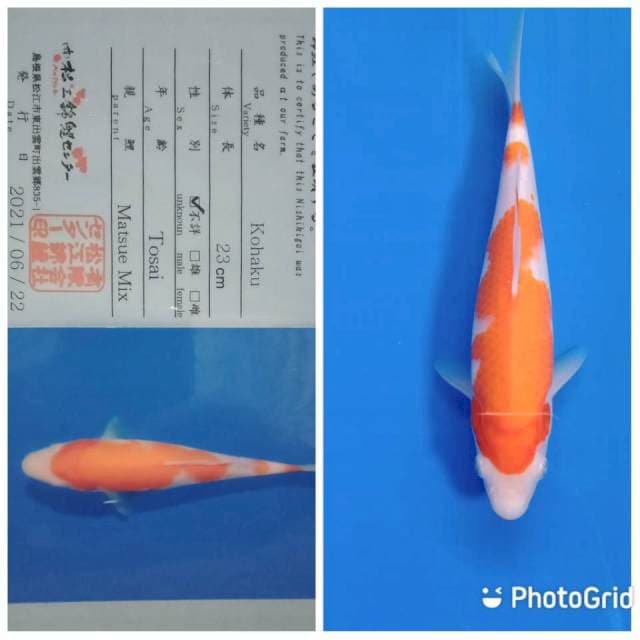 Kohaku matsue