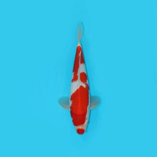 KOHAKU KUCIBENI GOOD QUALITY
