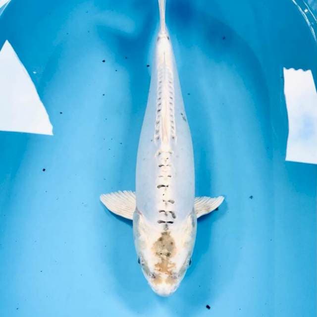 Kikokuryu, 45 cm