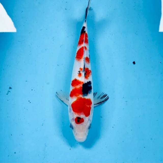 Sanke, 25 cm