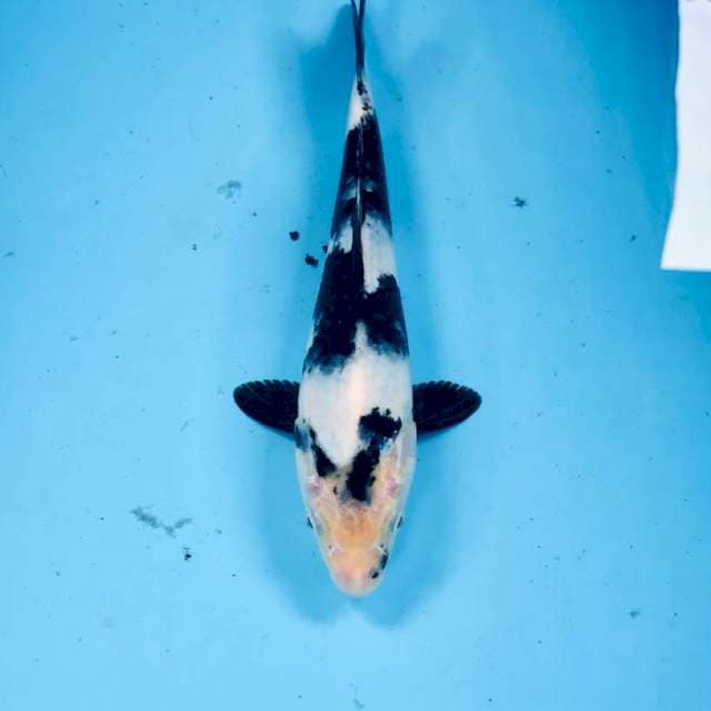 Shiro, 23 cm