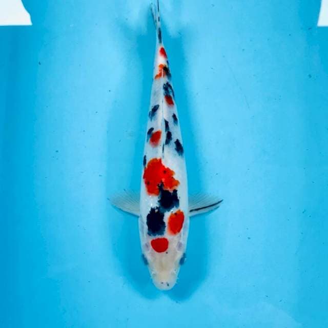 Sanke, 24 cm