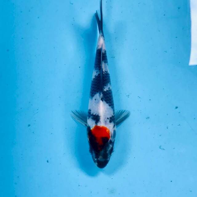 Tancho Showa, 17 cm