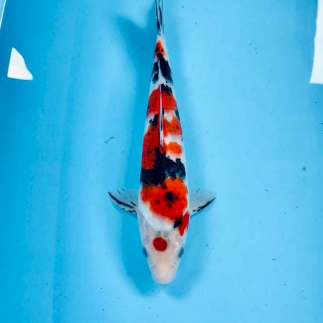 Sanke, 30 cm