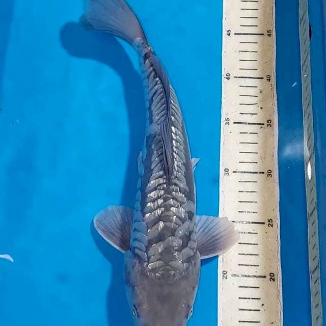SURAGOI ARAGOKE GINDRIN 36 CM