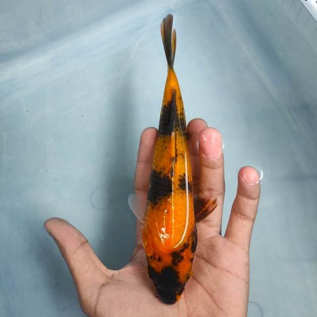 Hiutsuri 20cm